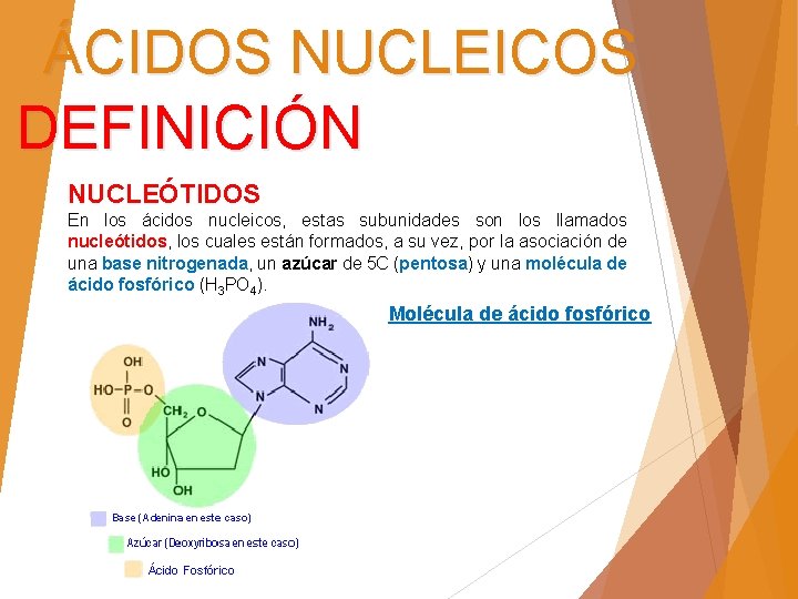 ÁCIDOS NUCLEICOS DEFINICIÓN NUCLEÓTIDOS En los ácidos nucleicos, estas subunidades son los llamados nucleótidos,