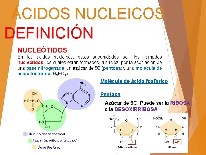 ÁCIDOS NUCLEICOS DEFINICIÓN NUCLEÓTIDOS En los ácidos nucleicos, estas subunidades son los llamados nucleótidos,