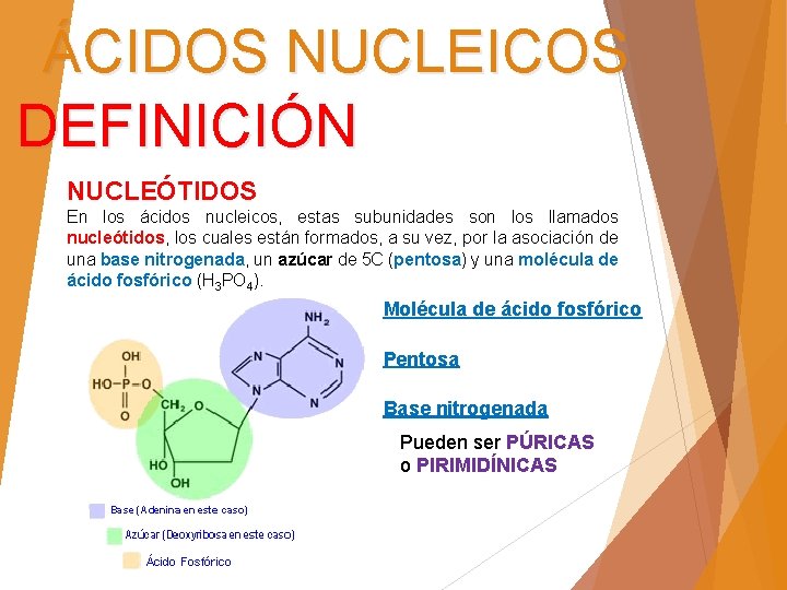 ÁCIDOS NUCLEICOS DEFINICIÓN NUCLEÓTIDOS En los ácidos nucleicos, estas subunidades son los llamados nucleótidos,