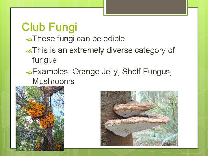 Club Fungi These fungi can be edible This is an extremely diverse category of