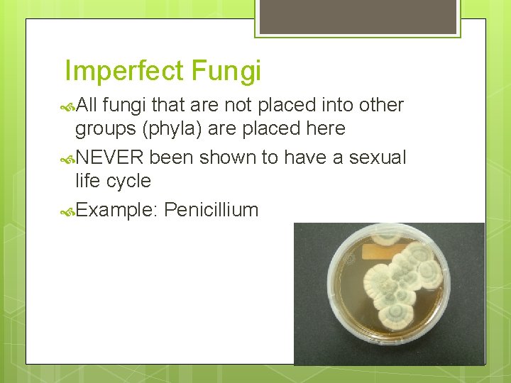 Imperfect Fungi All fungi that are not placed into other groups (phyla) are placed