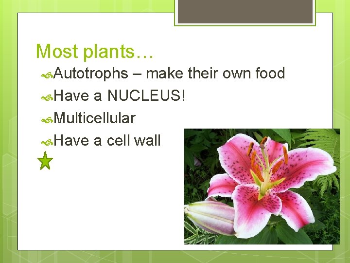 Most plants… Autotrophs – make their own food Have a NUCLEUS! Multicellular Have a