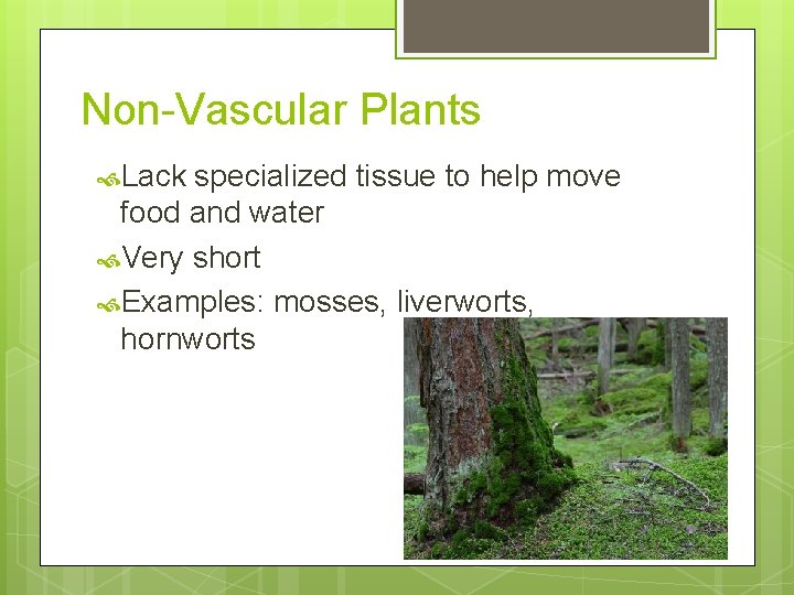 Non-Vascular Plants Lack specialized tissue to help move food and water Very short Examples: