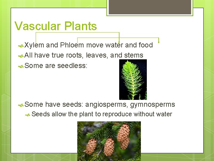 Vascular Plants Xylem and Phloem move water and food All have true roots, leaves,