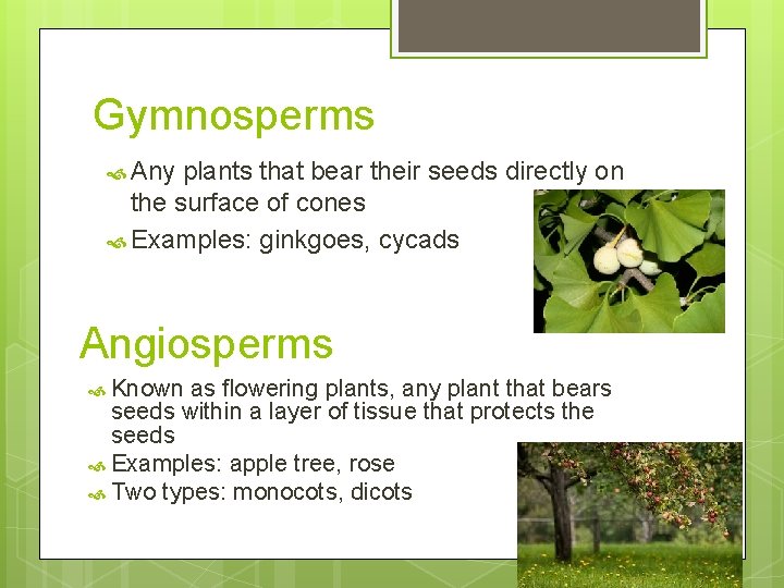 Gymnosperms Any plants that bear their seeds directly on the surface of cones Examples: