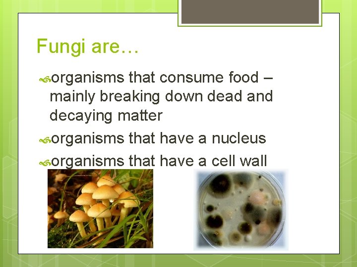 Fungi are… organisms that consume food – mainly breaking down dead and decaying matter