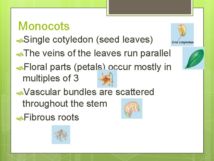 Monocots Single cotyledon (seed leaves) The veins of the leaves run parallel Floral parts