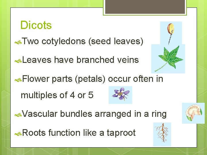 Dicots Two cotyledons (seed leaves) Leaves have branched veins Flower parts (petals) occur often