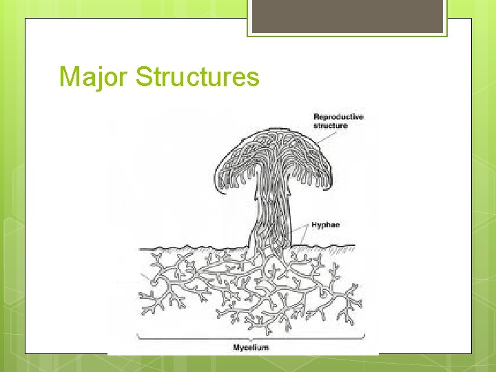 Major Structures 