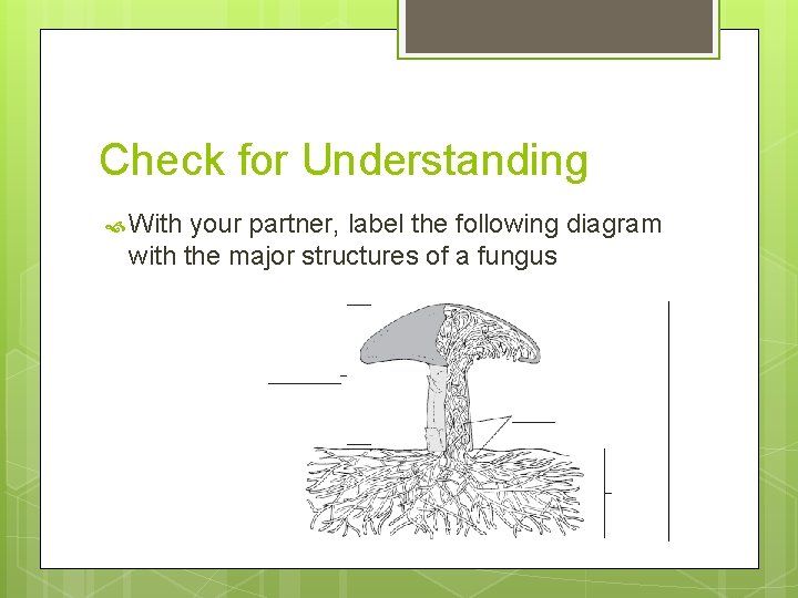 Check for Understanding With your partner, label the following diagram with the major structures