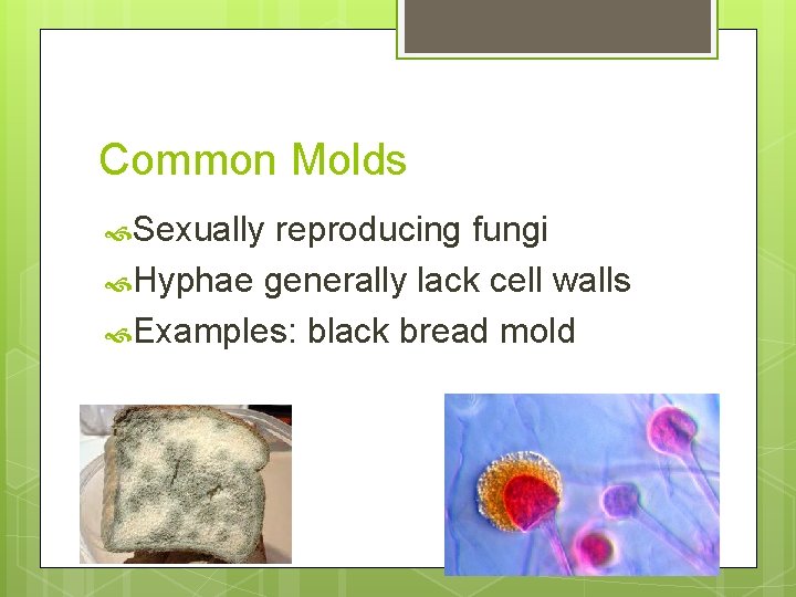 Common Molds Sexually reproducing fungi Hyphae generally lack cell walls Examples: black bread mold