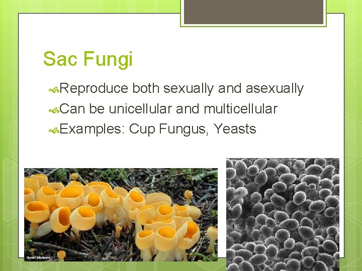 Sac Fungi Reproduce both sexually and asexually Can be unicellular and multicellular Examples: Cup