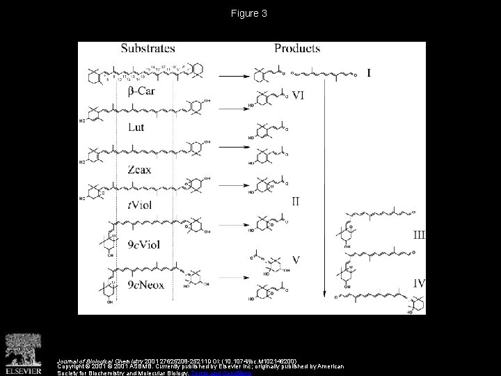 Figure 3 Journal of Biological Chemistry 2001 27625208 -25211 DOI: (10. 1074/jbc. M 102146200)