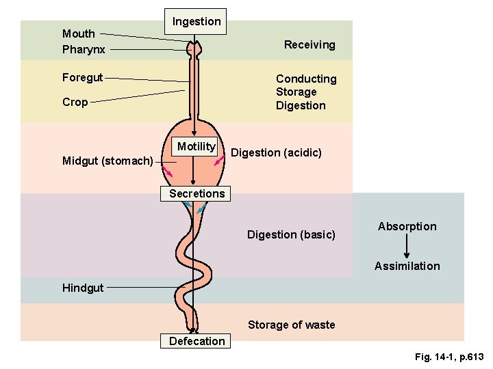 Ingestion Mouth Pharynx Receiving Foregut Conducting Storage Digestion Crop Motility Midgut (stomach) Digestion (acidic)