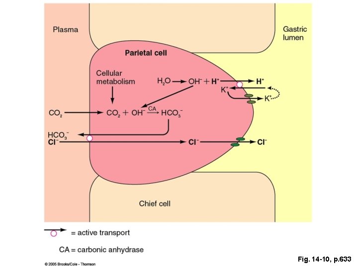 Fig. 14 -10, p. 633 