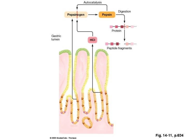 Fig. 14 -11, p. 634 