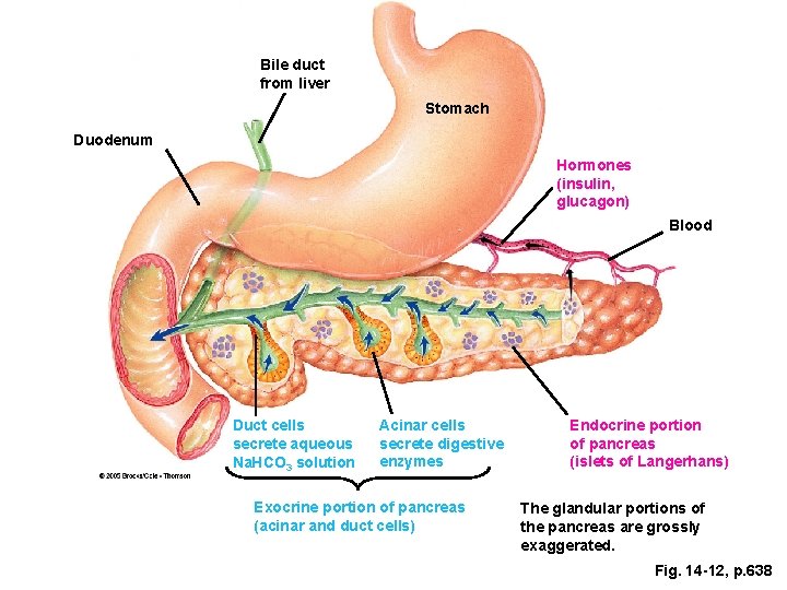 Bile duct from liver Stomach Duodenum Hormones (insulin, glucagon) Blood Duct cells secrete aqueous