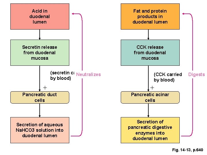 Acid in duodenal lumen Fat and protein products in duodenal lumen Secretin release from