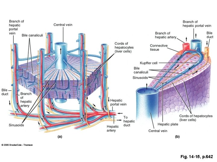 Fig. 14 -15, p. 642 