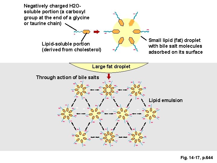 Negatively charged H 2 Osoluble portion (a carboxyl group at the end of a