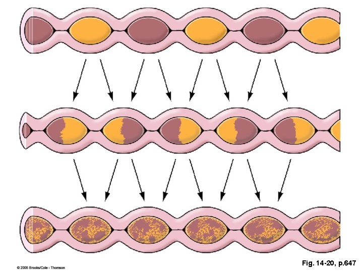 Fig. 14 -20, p. 647 