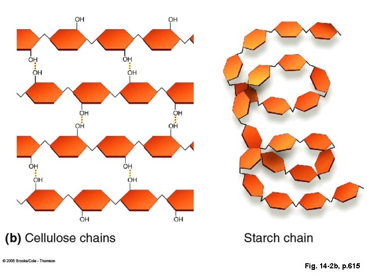 Fig. 14 -2 b, p. 615 