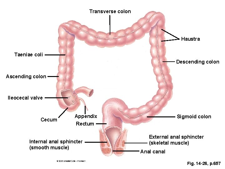 Transverse colon Haustra Taeniae coli Descending colon Ascending colon Ileocecal valve Cecum Appendix Rectum