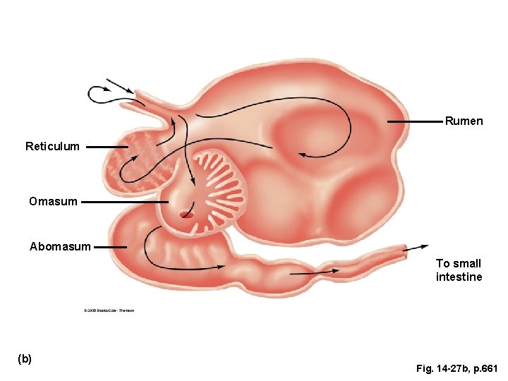 Rumen Reticulum Omasum Abomasum To small intestine (b) Fig. 14 -27 b, p. 661