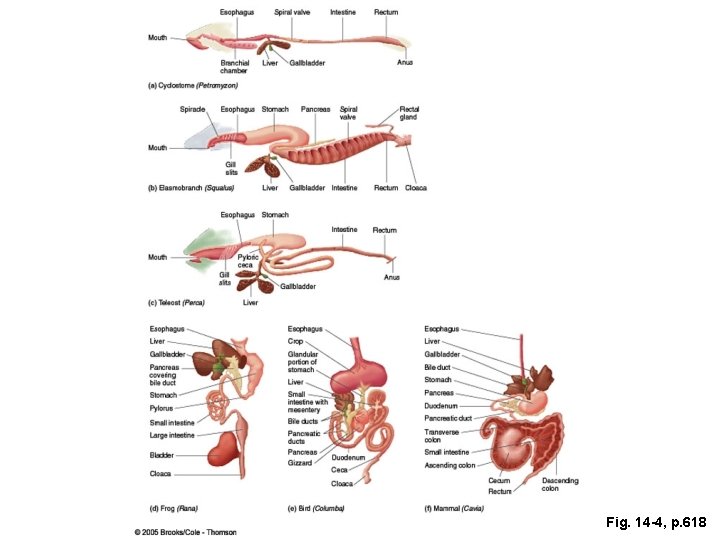 Fig. 14 -4, p. 618 