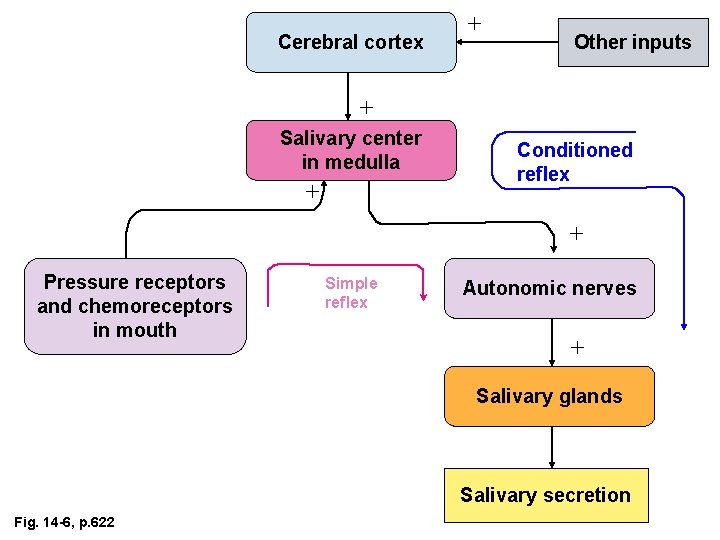 Cerebral cortex + Other inputs + Salivary center in medulla + Conditioned reflex +