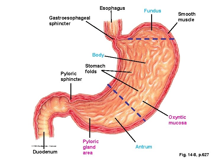 Esophagus Fundus Gastroesophageal sphincter Smooth muscle Body Pyloric sphincter Stomach folds Oxyntic mucosa Duodenum