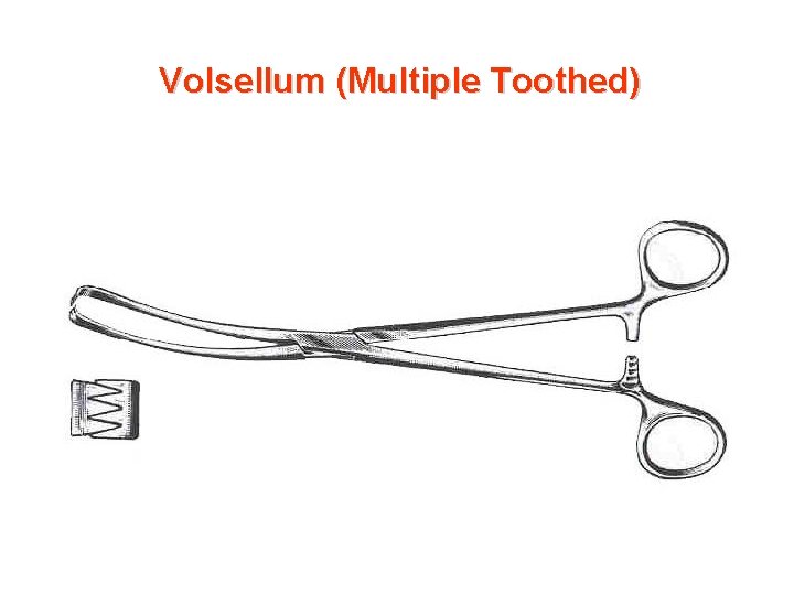 Volsellum (Multiple Toothed) 