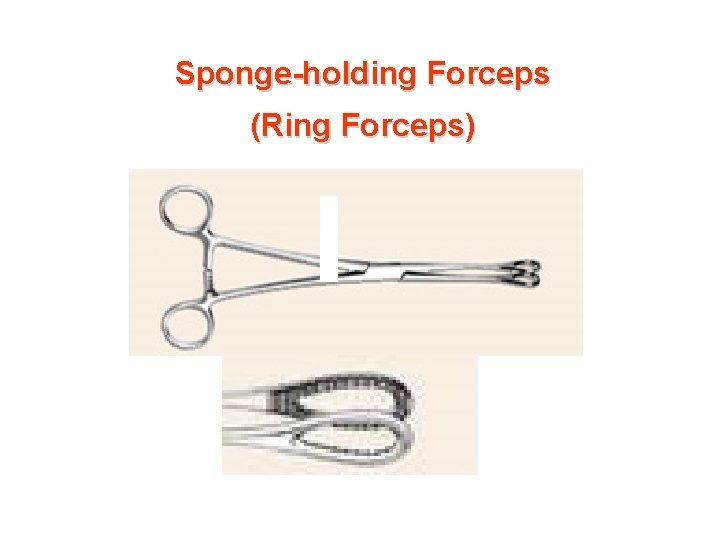 Sponge-holding Forceps (Ring Forceps) 