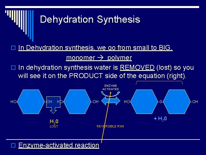 Dehydration Synthesis o In Dehydration synthesis, we go from small to BIG. monomer polymer