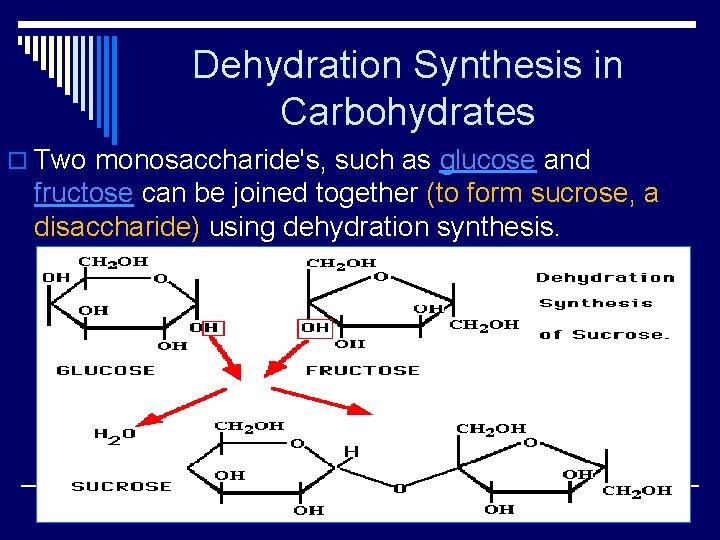 Dehydration Synthesis in Carbohydrates o Two monosaccharide's, such as glucose and fructose can be
