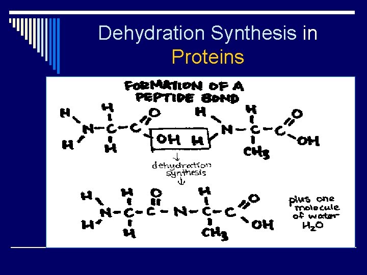 Dehydration Synthesis in Proteins 