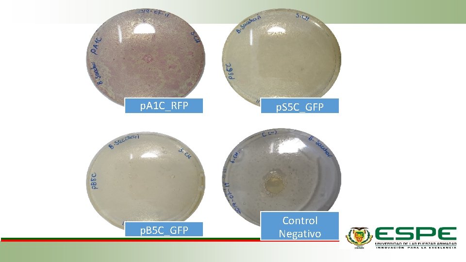 p. A 1 C_RFP p. S 5 C_GFP p. B 5 C_GFP Control Negativo