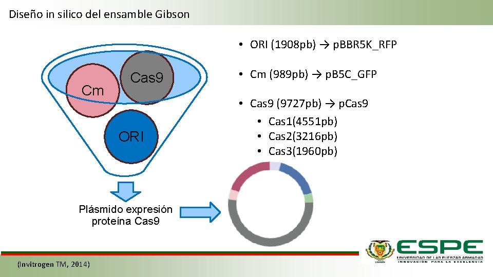 Diseño in silico del ensamble Gibson • ORI (1908 pb) → p. BBR 5