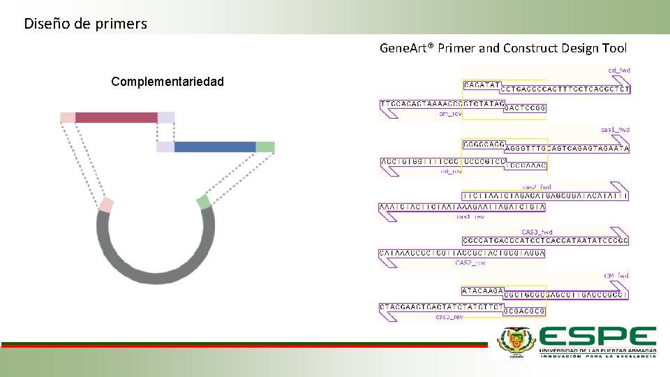 Diseño de primers Gene. Art® Primer and Construct Design Tool Complementariedad 