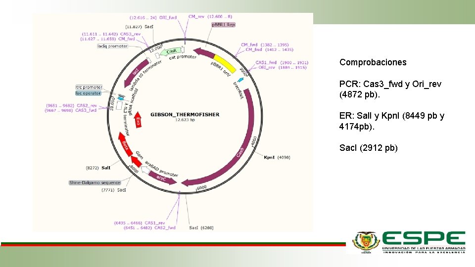 Comprobaciones PCR: Cas 3_fwd y Ori_rev (4872 pb). ER: Sal. I y Kpn. I