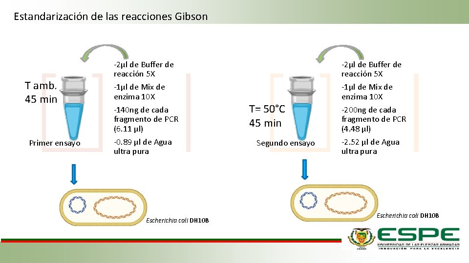 Estandarización de las reacciones Gibson T amb. 45 min Primer ensayo -2µl de Buffer