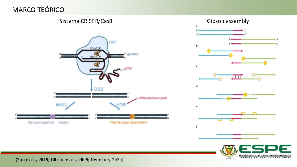 MARCO TEÓRICO Sistema CRISPR/Cas 9 (You et al. , 2019; Gibson et al. ,
