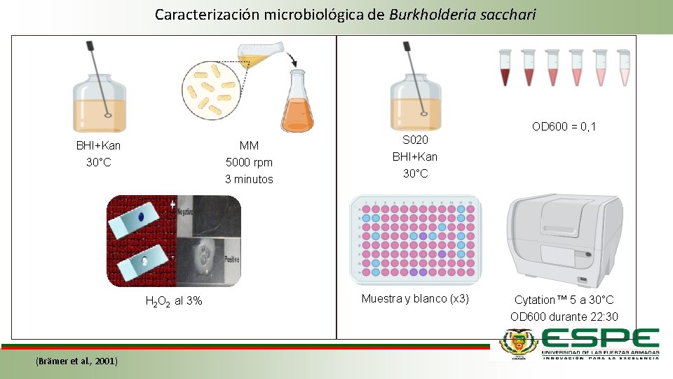 Caracterización microbiológica de Burkholderia sacchari OD 600 = 0, 1 BHI+Kan MM 30°C 5000