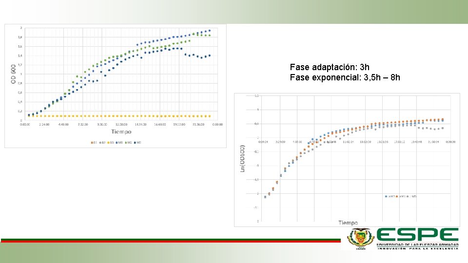 Fase adaptación: 3 h Fase exponencial: 3, 5 h – 8 h 