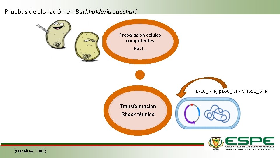 Pruebas de clonación en Burkholderia sacchari Preparación células competentes Rb. Cl 2 p. A