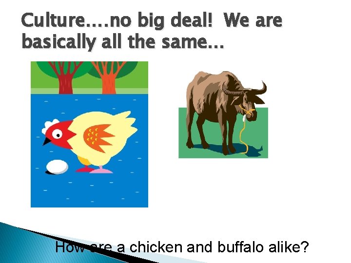 Culture…. no big deal! We are basically all the same… How are a chicken