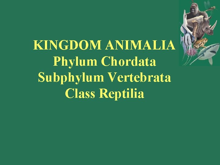 KINGDOM ANIMALIA Phylum Chordata Subphylum Vertebrata Class Reptilia 