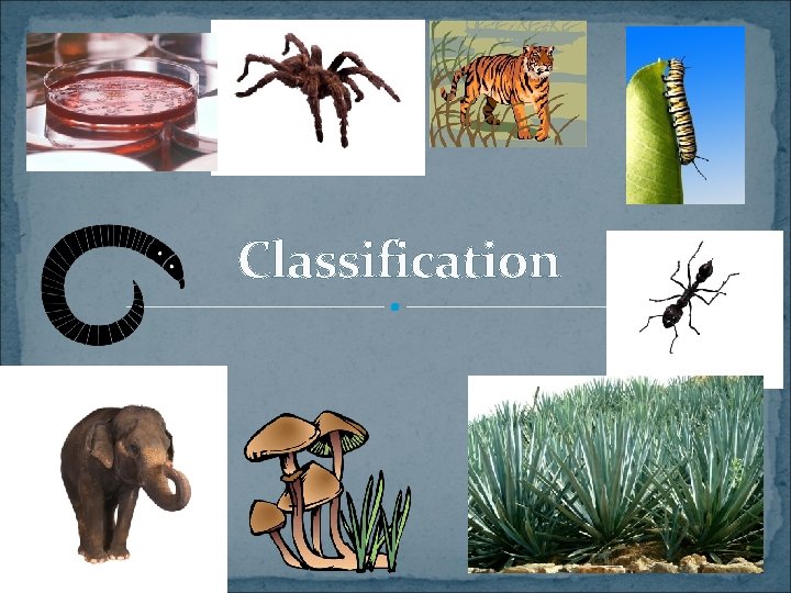 Classification Who Am I I am a type