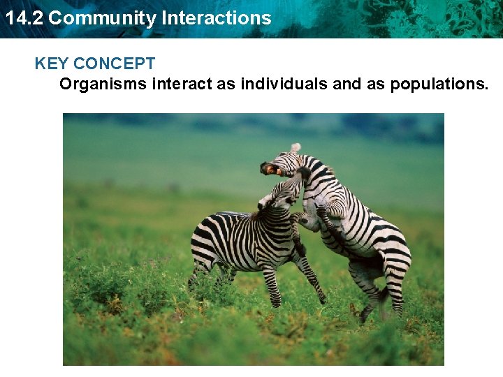 14. 2 Community Interactions KEY CONCEPT Organisms interact as individuals and as populations. 