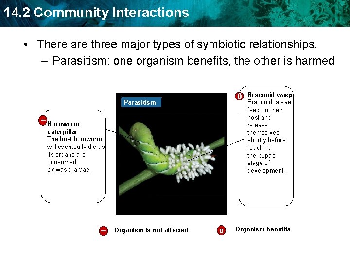 14. 2 Community Interactions • There are three major types of symbiotic relationships. –